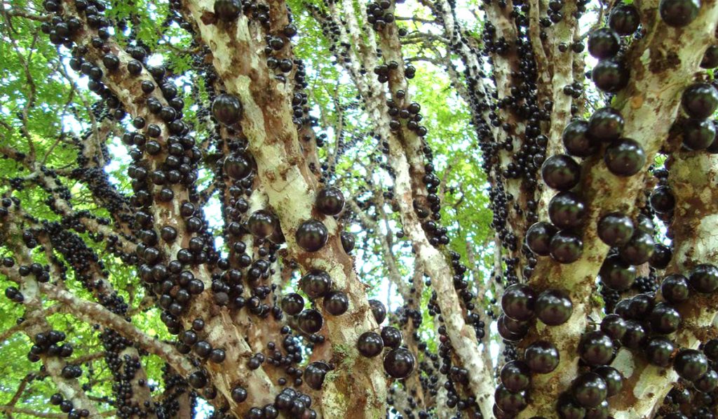 Pé de jabuticaba carregado de frutos - Foto: Sítio Duas Barras, Casa Branca/SP