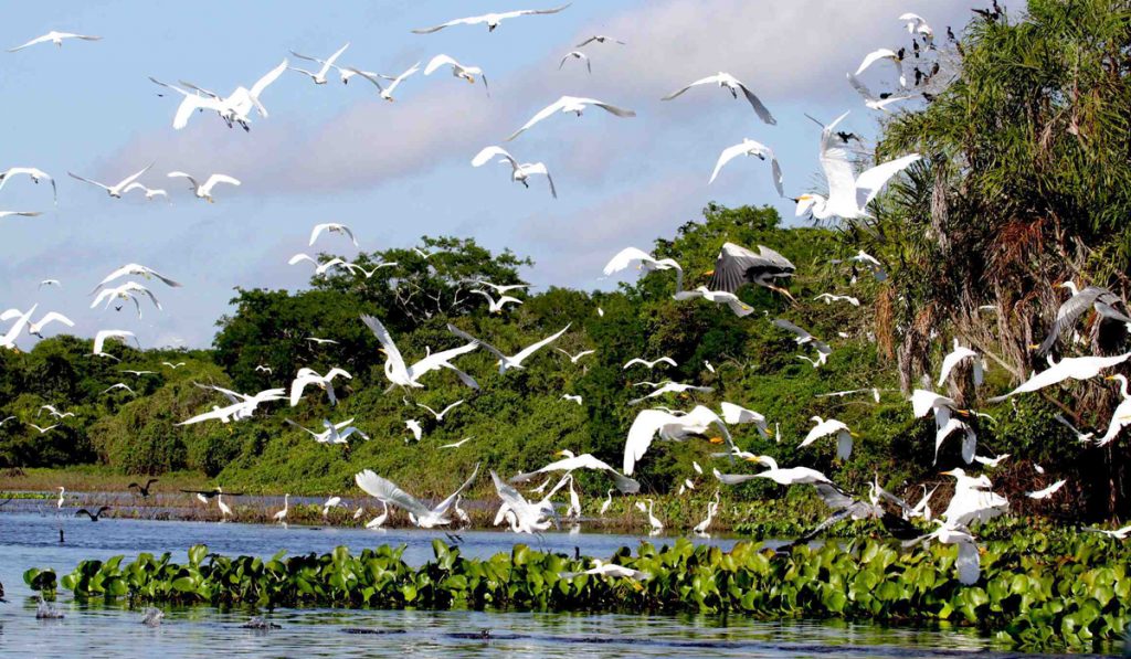 Pantanal com uma revoada de garças