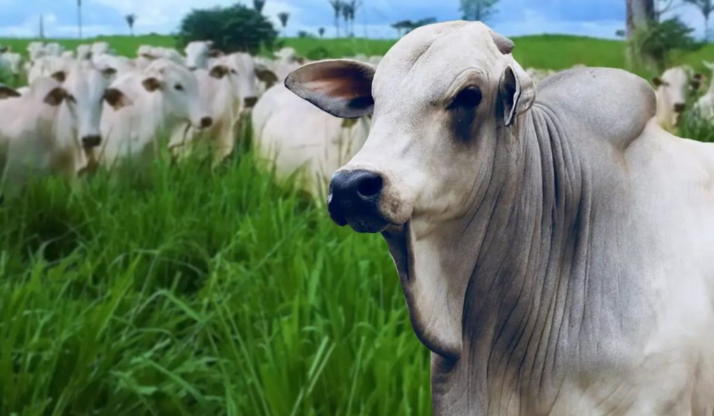 Touro nelore com vacada no pasto