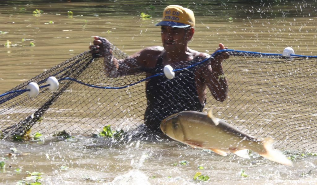 Piscicultor fazendo a despesca de um tanque com peixe pulando na rede