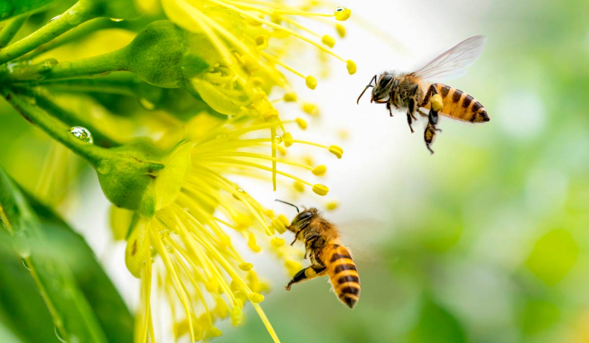 Abelhas (Apis mellifera) em trabalho de coleta nas flores