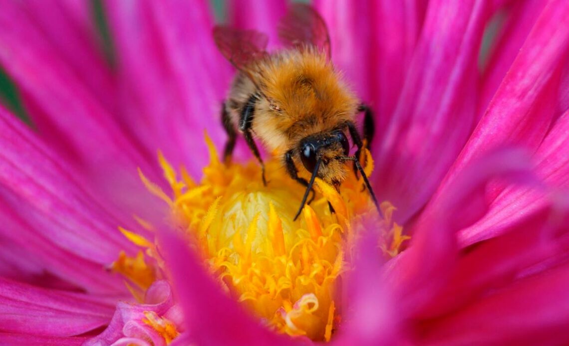 Abelha (Apis mellifera) coletando pólen