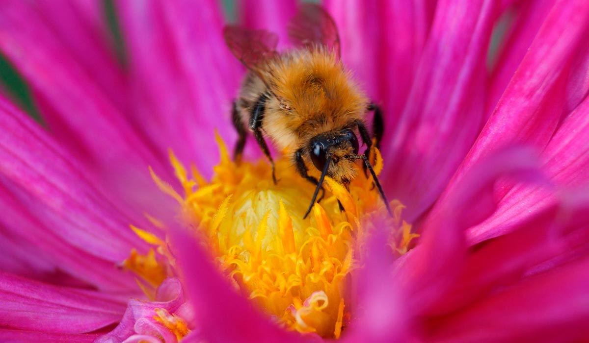 Abelha (Apis mellifera) coletando pólen