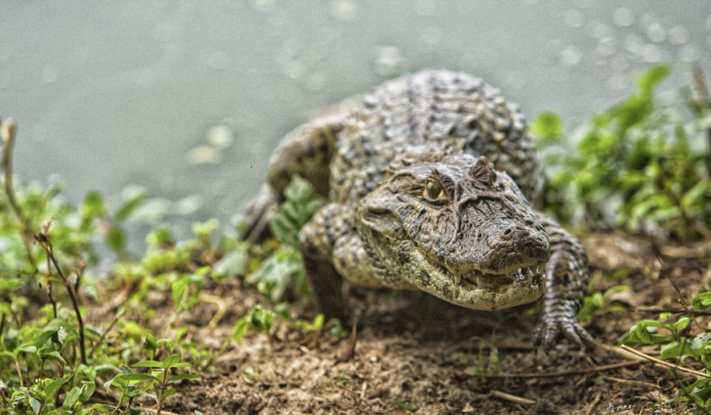 Jacaré do papo amarelo (Caiman latirostris)