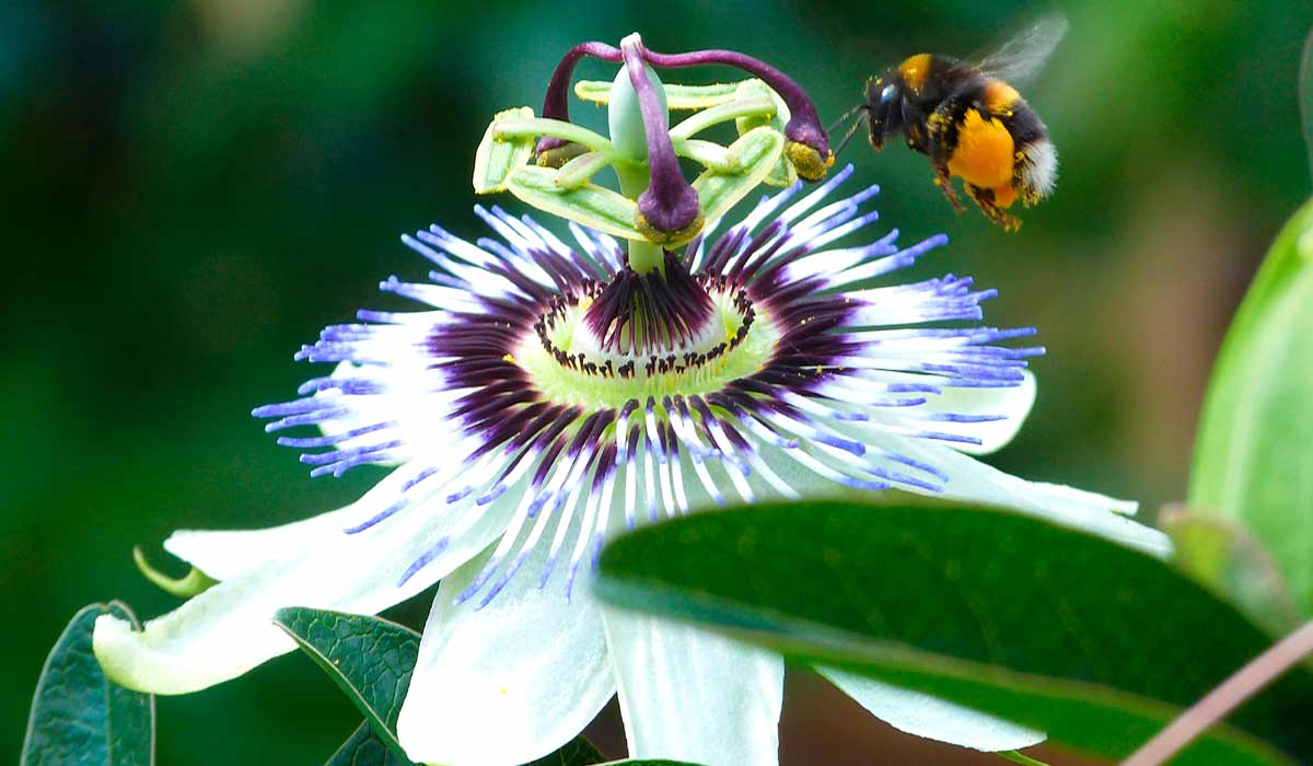 Mamangava polinizando a flor do maracujá