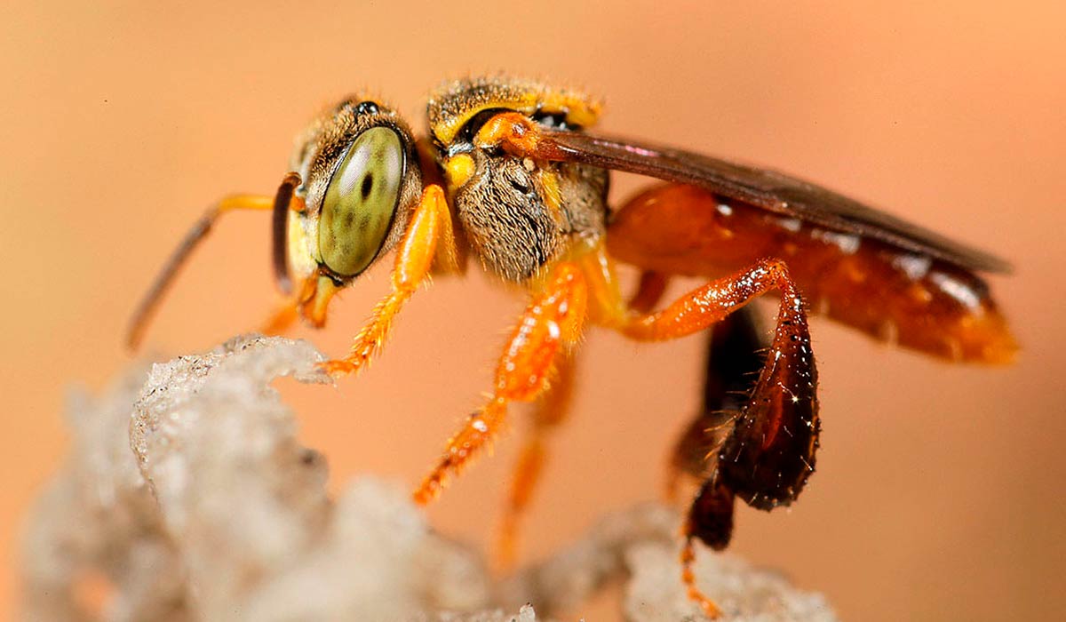 Abelha jataí (Tetragonisca angustula)