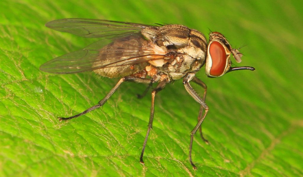 Mosca do estábulo (Stomoxys calcitrans)