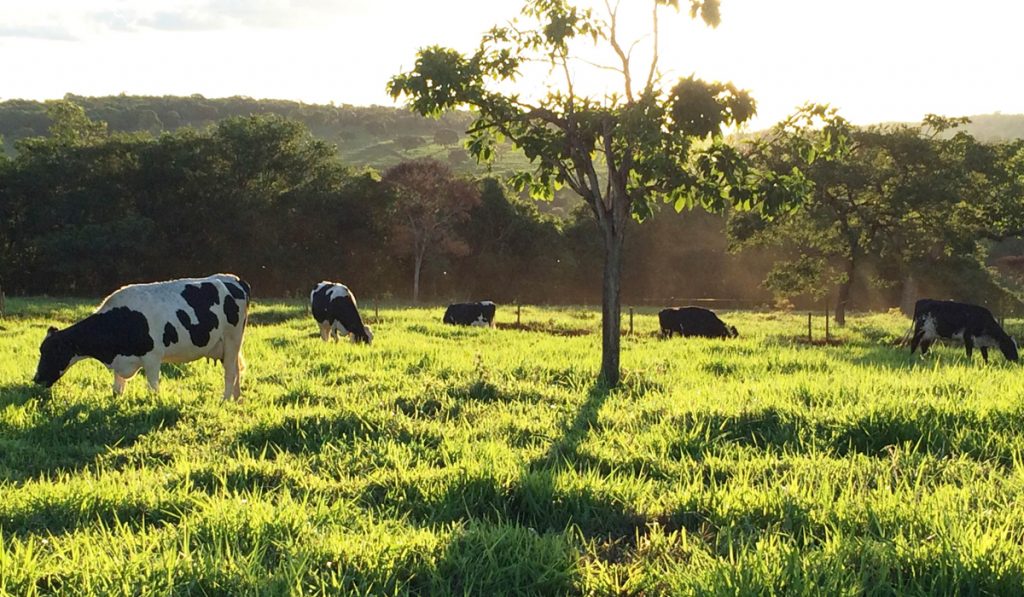 Vacas holandezas em pastagem sombreada