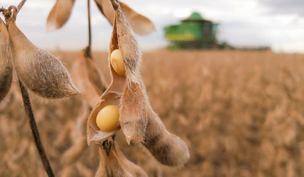 Legumes de soja abertos, prontos para colheita e colhetadeira ao fundo