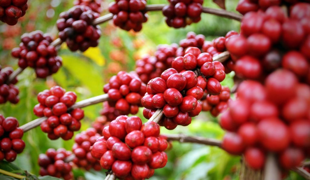 Grãos maduros de café no pé