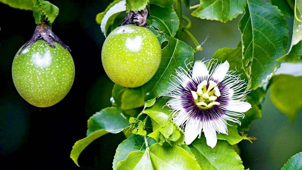 Frutos e flor do maracujá ao pé