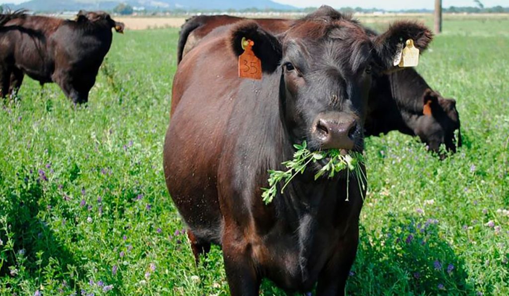 Vaca com um punhado de plantas na boca