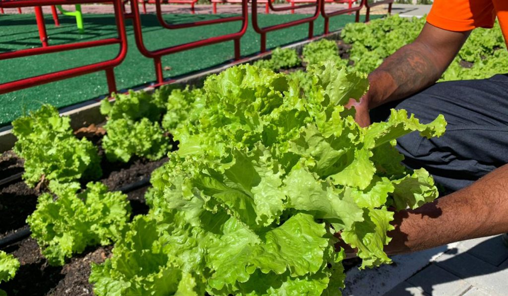 Praça Agroecológica de Maricá - colheita de alface