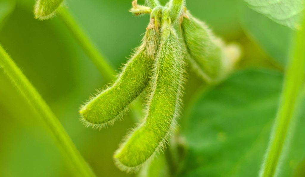 Planta de soja com detalhe para o enchimento de grãos