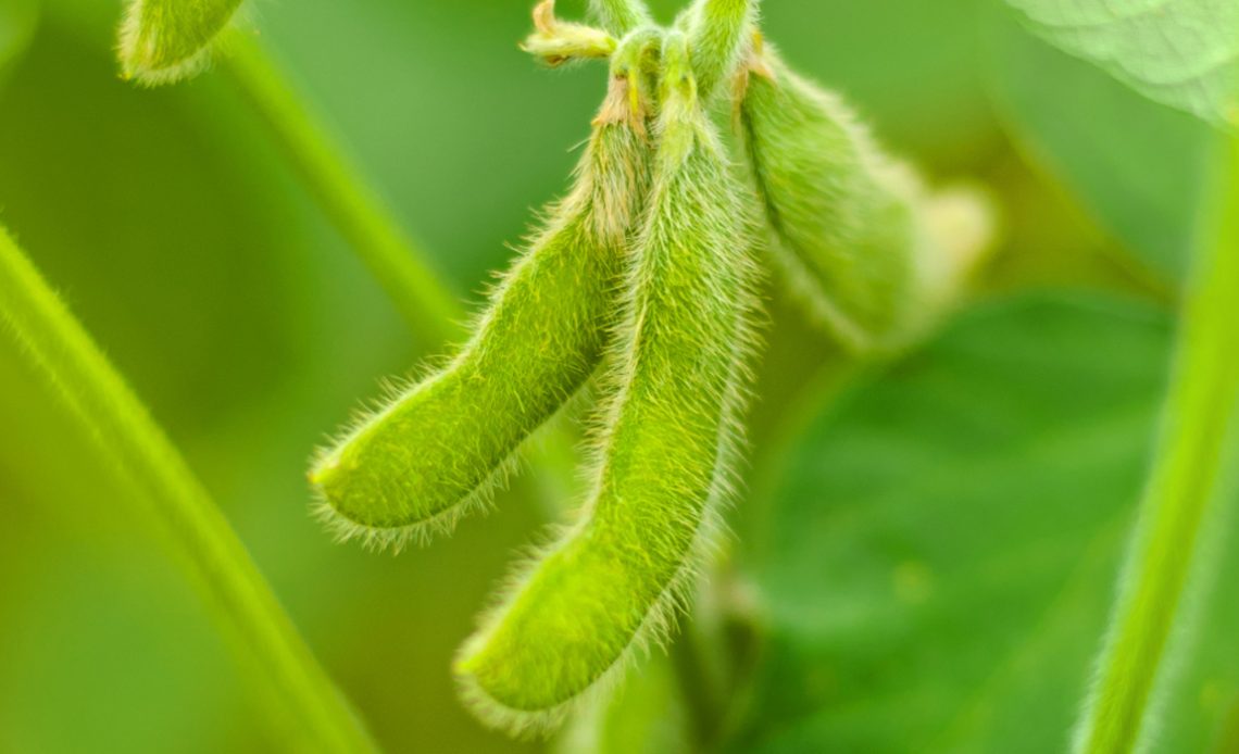 Planta de soja com detalhe para o enchimento de grãos