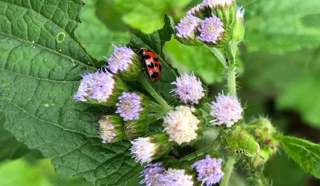 Mentrasto (Ageratum conyzoides) visitado pela joaninha