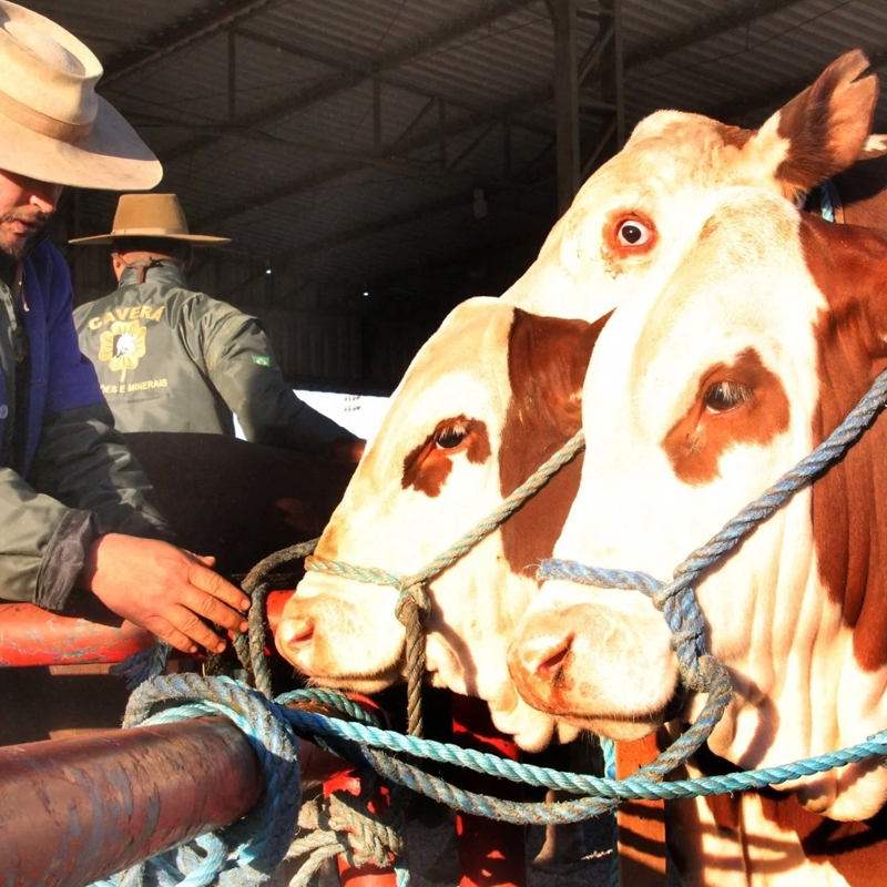 Peão com seus animais na Expointer