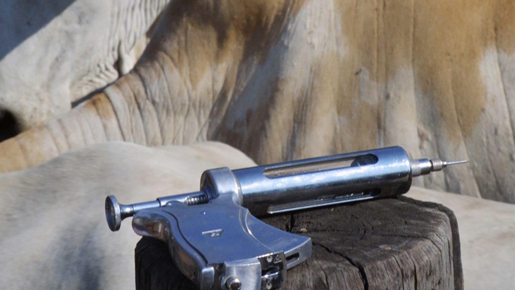 Pistola de vacinação apoiada no moirão com gado ao fundo