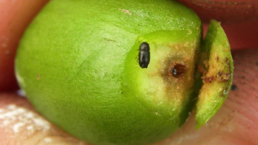 Fruto atacado pela praga e o besouro em destaque