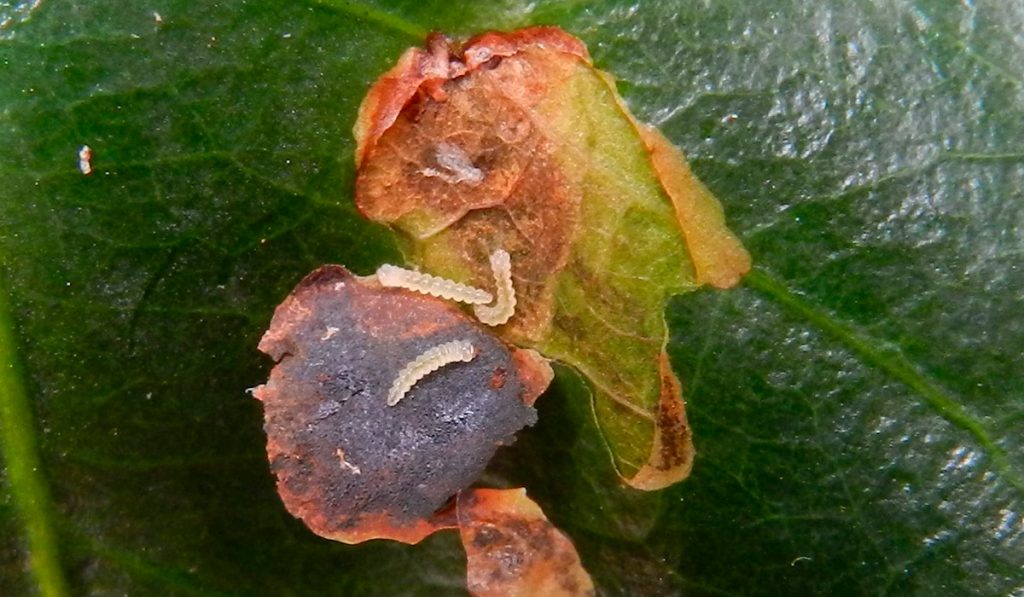 Larva do Bicho-mineiro - Perileucoptera coffeella (Lepidoptera: Lyonetiidae)