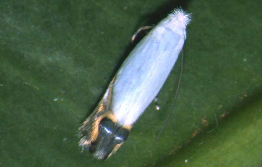 Mariposa do Bicho-mineiro - Perileucoptera coffeella (Lepidoptera: Lyonetiidae)