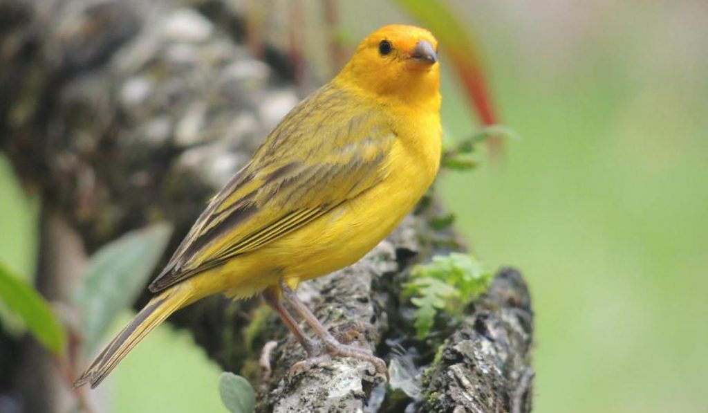 Canário da terra (Sicalis flaveola)