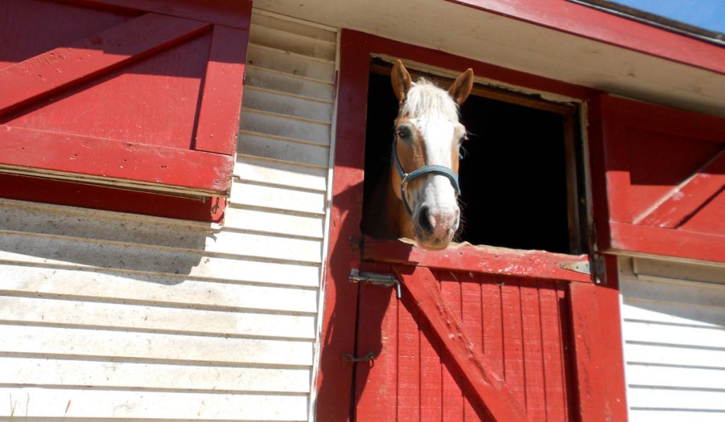 Cavalo na porta da baia