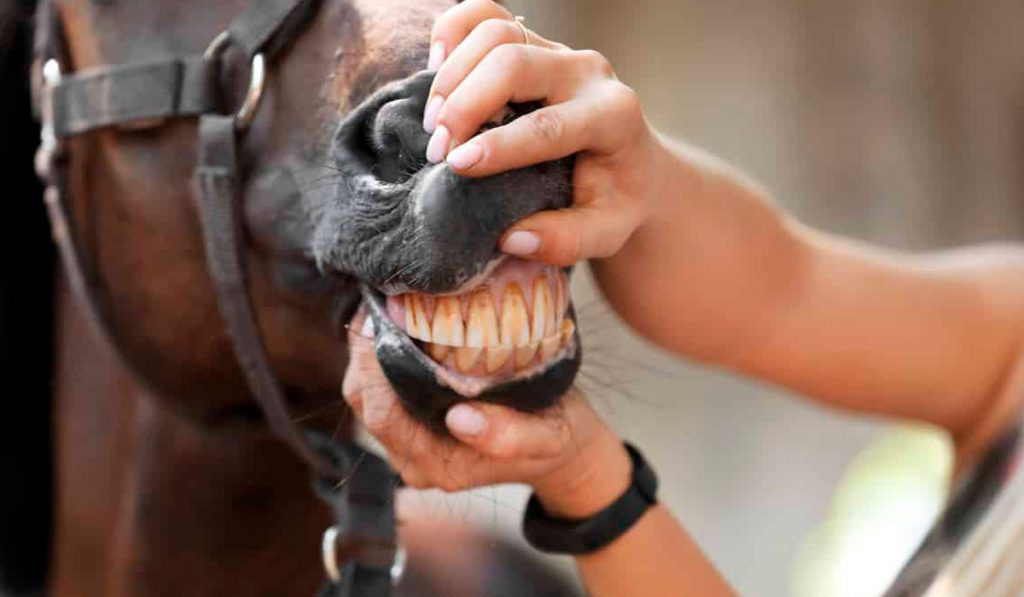 Cavalo tendo a dentição examinada