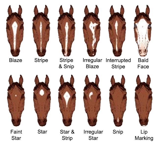 Ilustração de tipos de manchas faciais em equinos
