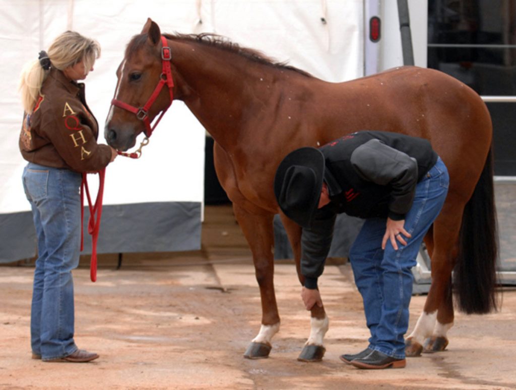 Cavalo sendo avaliado por um veterinário