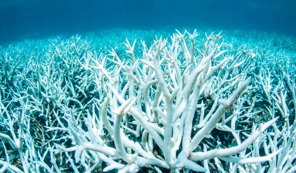 Branqueamento de corais