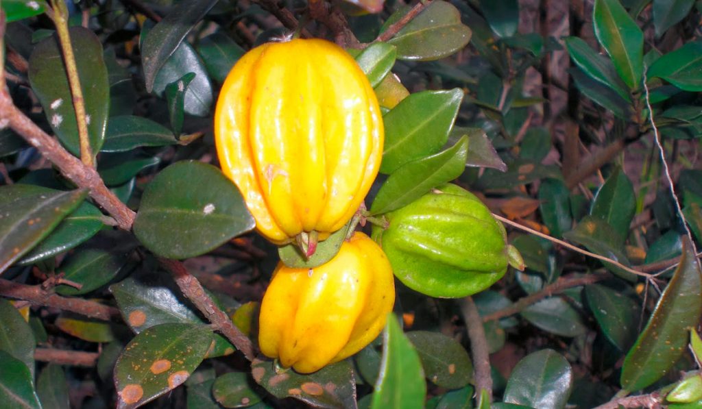 Pitangatuba (Eugenia selloi)