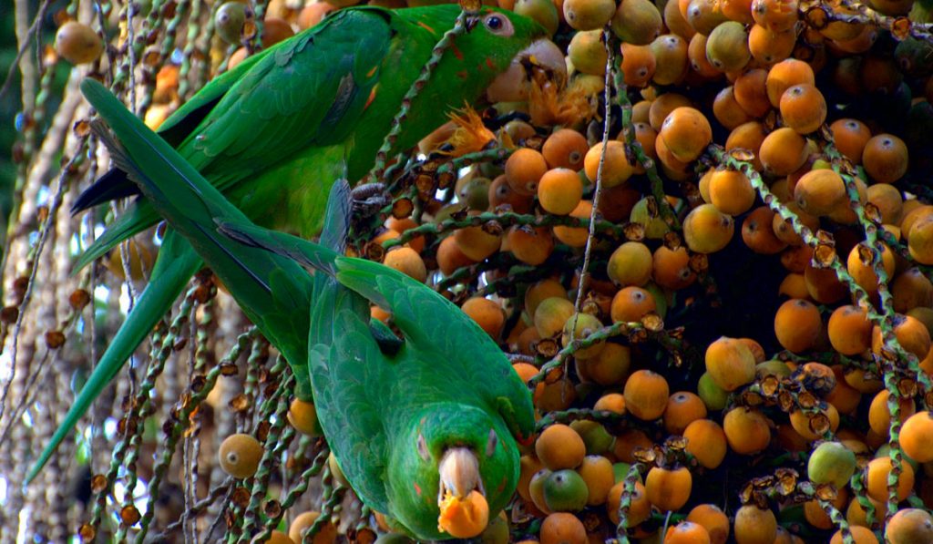 Maracanãs se alimentando dos coquinhos de jerivá