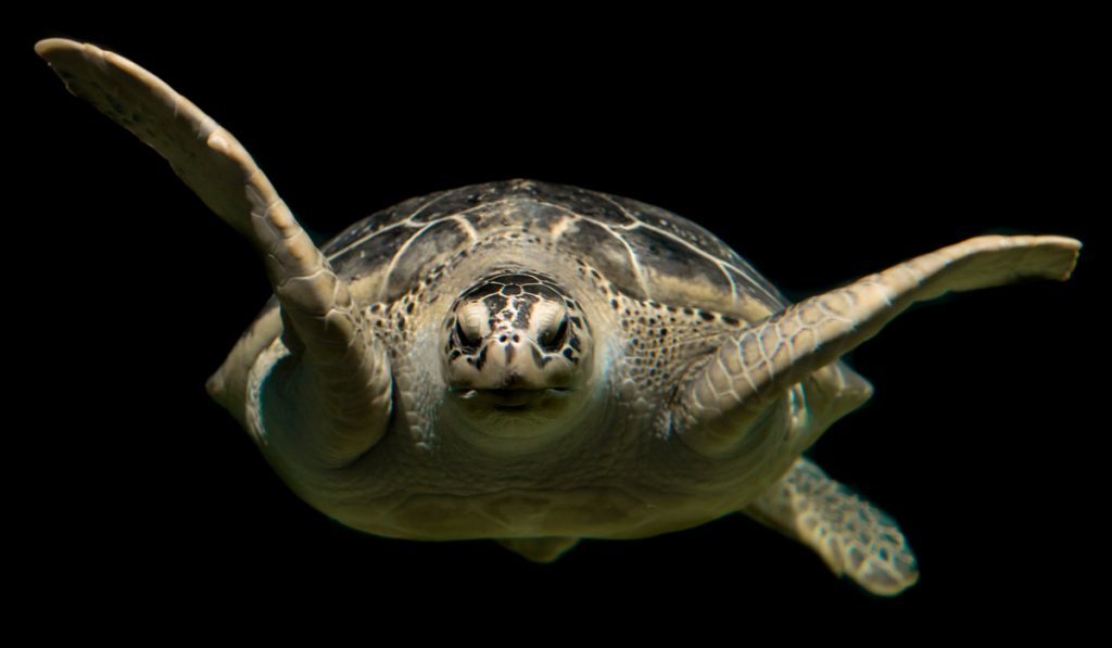 Tartaruga marinha