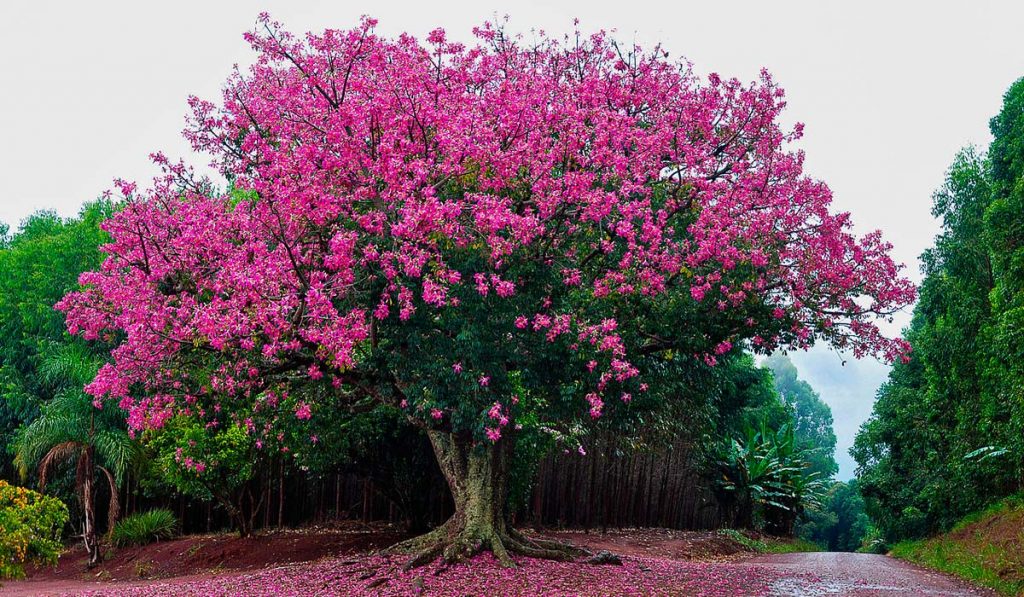 Paineira (Ceiba speciosa)