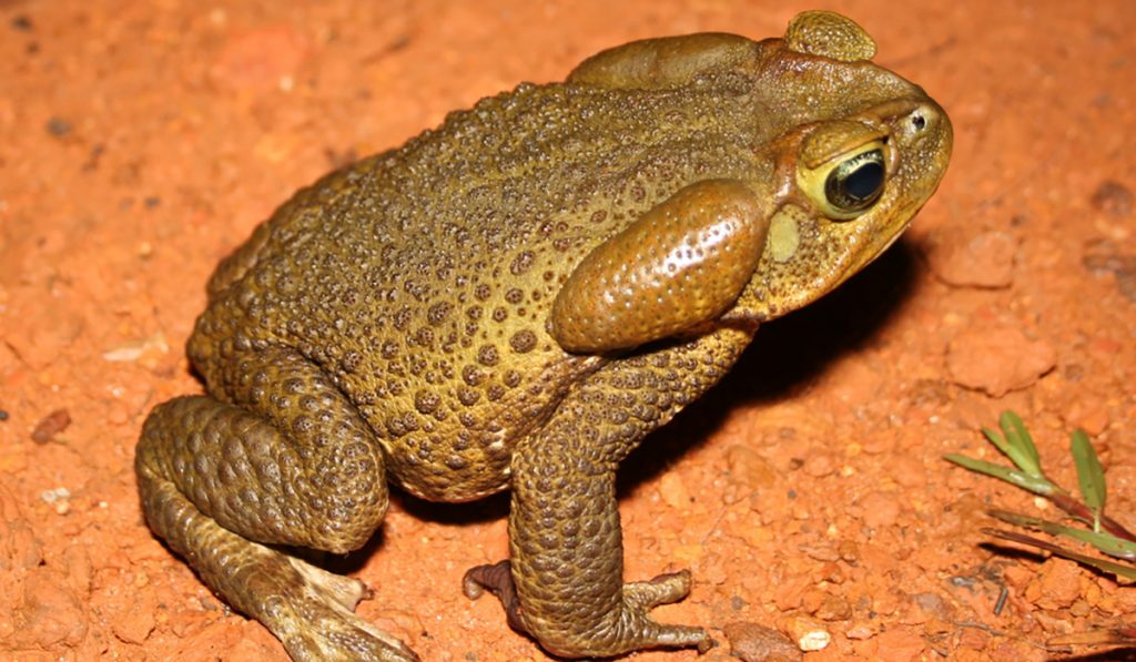 Sapo cururu Sapo cururu