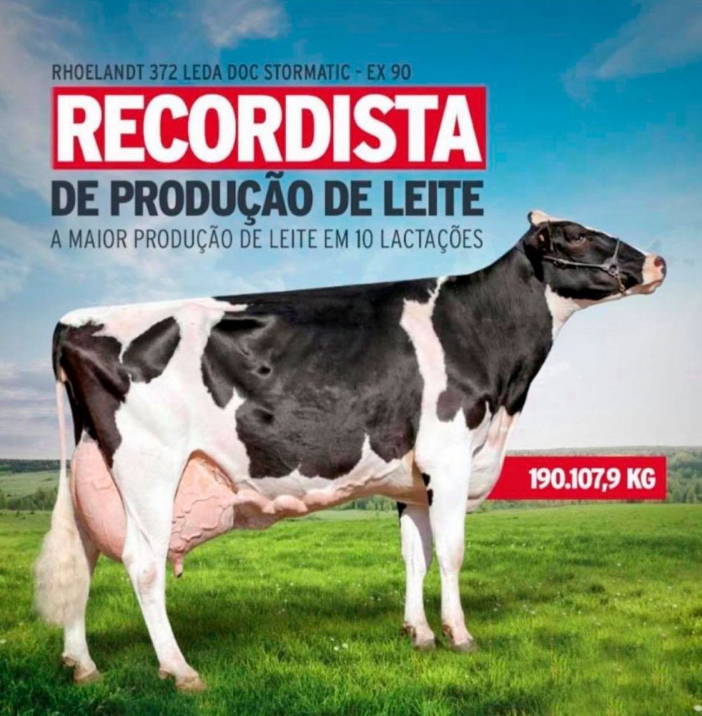 Vaca Rhoelandt 372 LEDA Doc Stormatic da Castrolanda