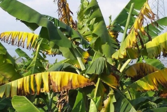 Bananeiras atacadas pelo Mal do Panamá