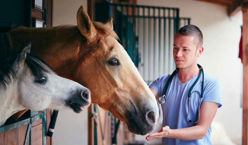 Médico veterinário avaliando a respiração de umcavalo encocheirado