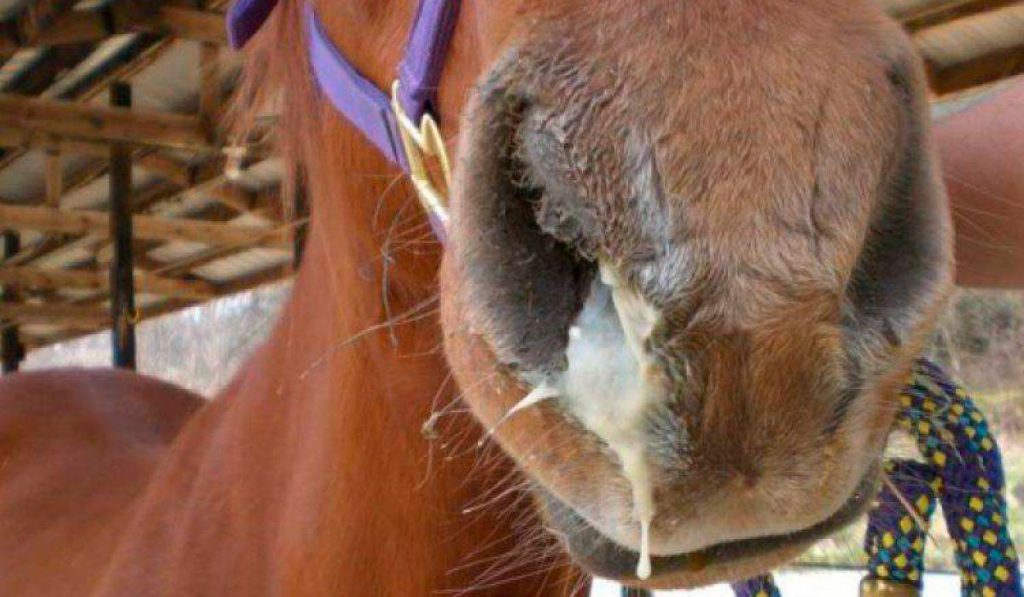 Cavalo com corrimento nasal sintoma de herpes equina
