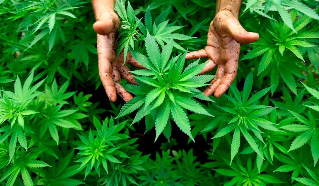Mãos do agricultor na plantação de cannabis