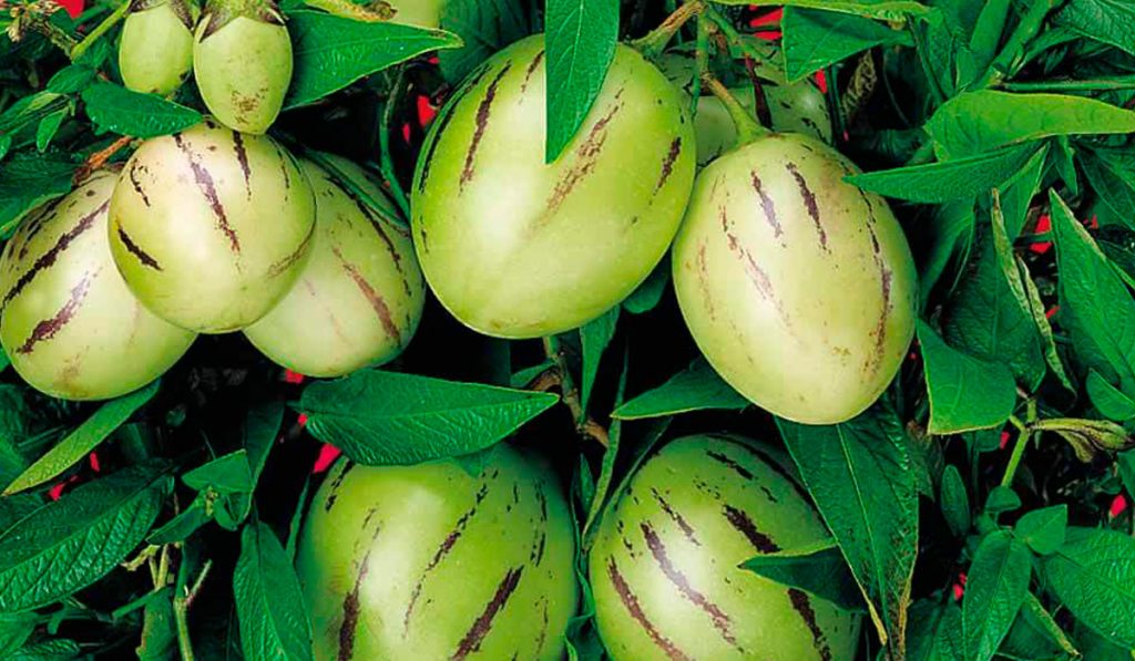 Melãozinho (Solanum muricatum)