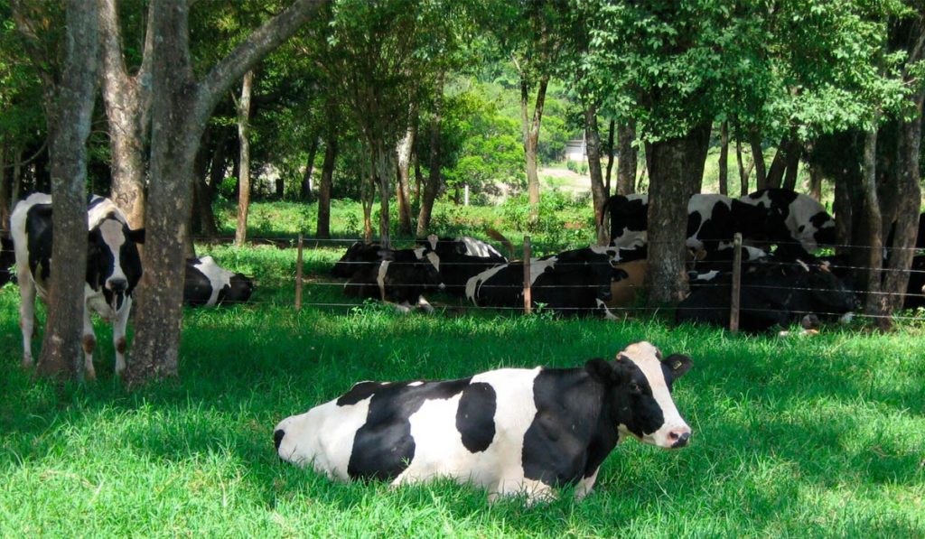 Pastagem sombreada por arborização com vacas à sombra