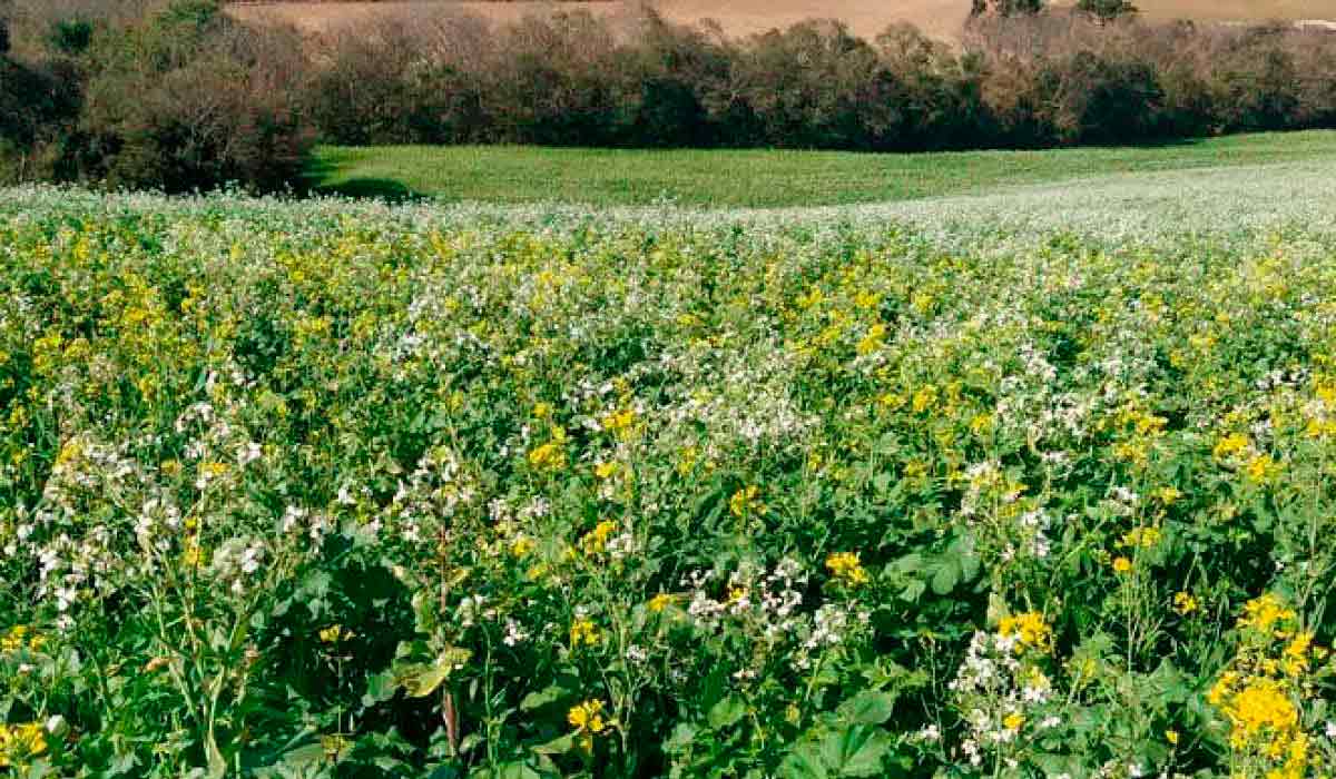 Coquetel de sementes de culturas de inverno - nabo forrageiro, canola e aveia