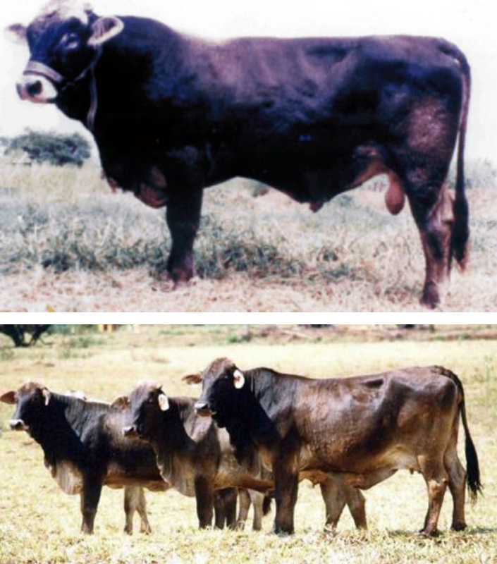 Touro e vacas da raça Lavínia
