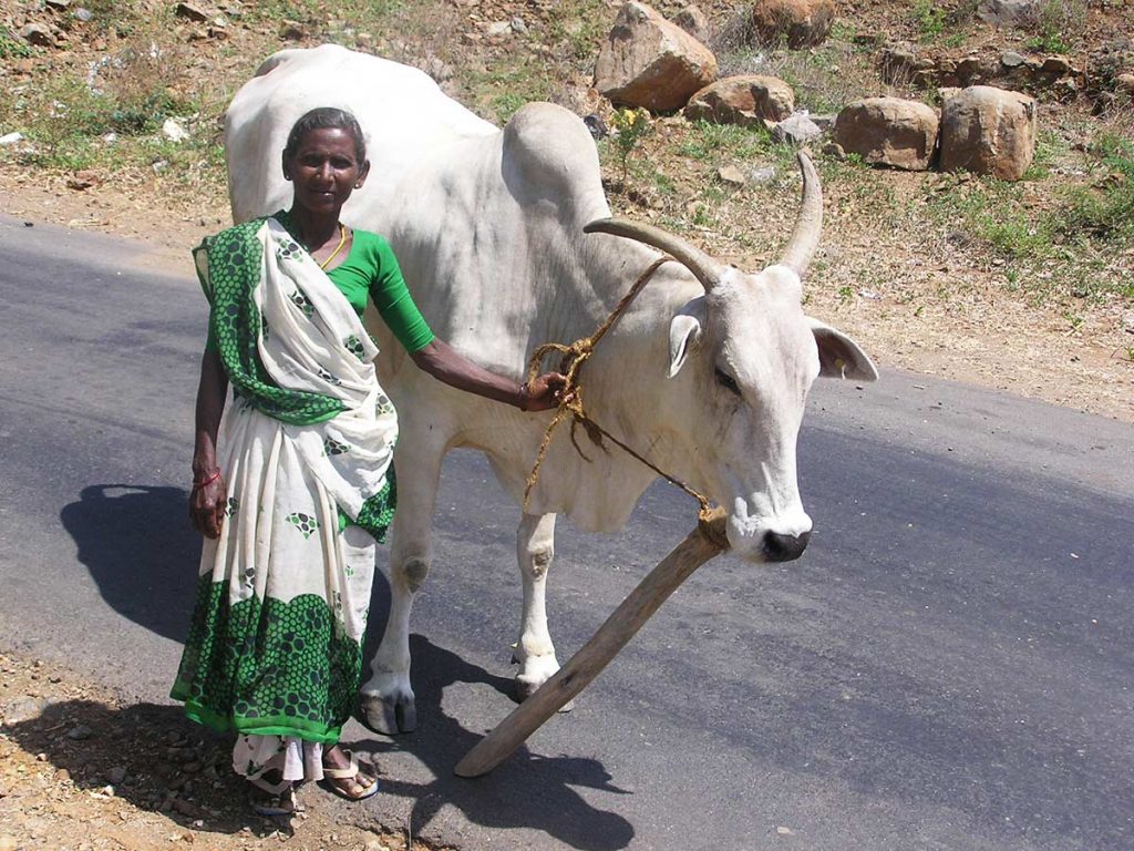 O nelore na Índia. Mulher indiana guiando um animal