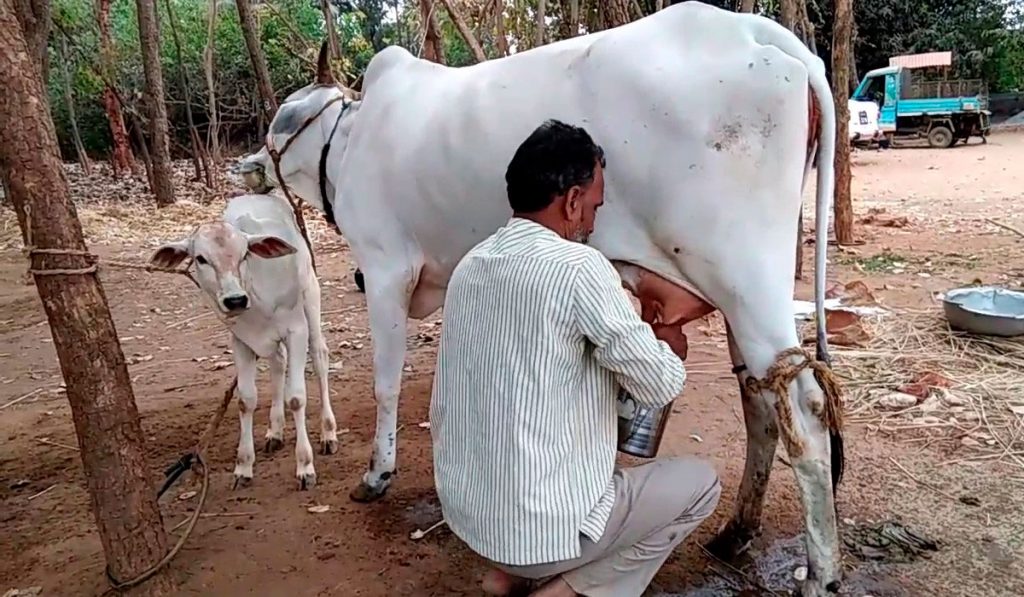 Criador ordenhando vaca nelore (ongole) na Índia