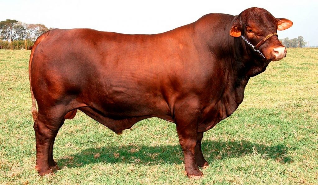 Touro Santa Gertrudis
