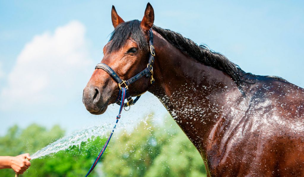 Cavalo sendo banhado