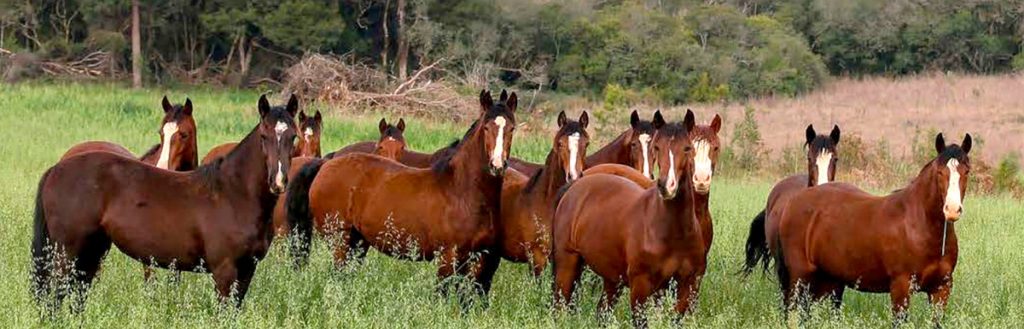 Tropa no campo
